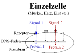 Signal aktiviert über Rezeptor ein Gen in der DNS und stellt Protein her